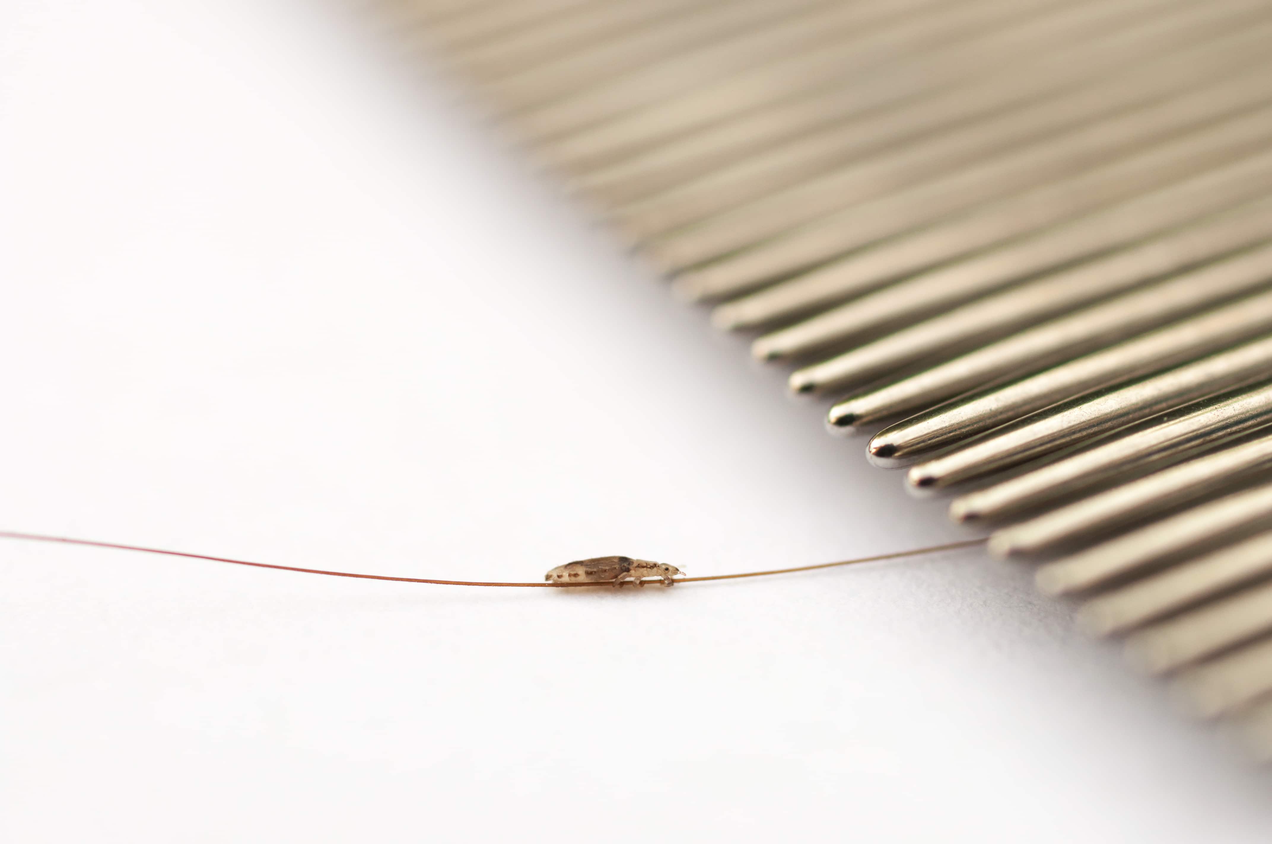 Do African Americans Get Head Lice? - Lice Choice