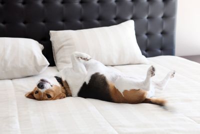 A dog on a bed. 