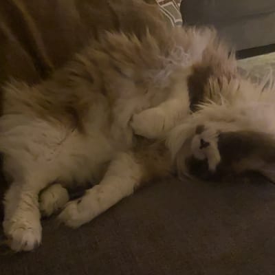 Ferret Mountain AUTOMATED - 1 Day Lift Ticket photo