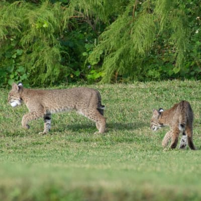 Ferret Mountain 18 Hole Golf (Time Slots) photo