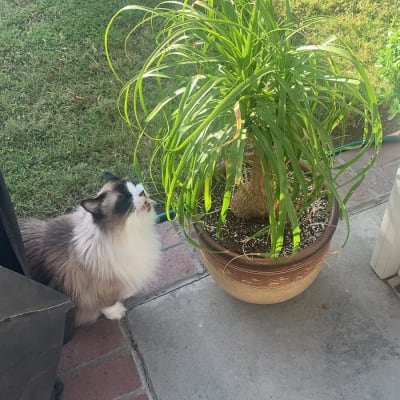 Ferret Mountain - New Cloned Product photo