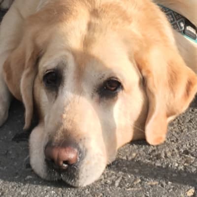 Ferret Mountain Resort photo