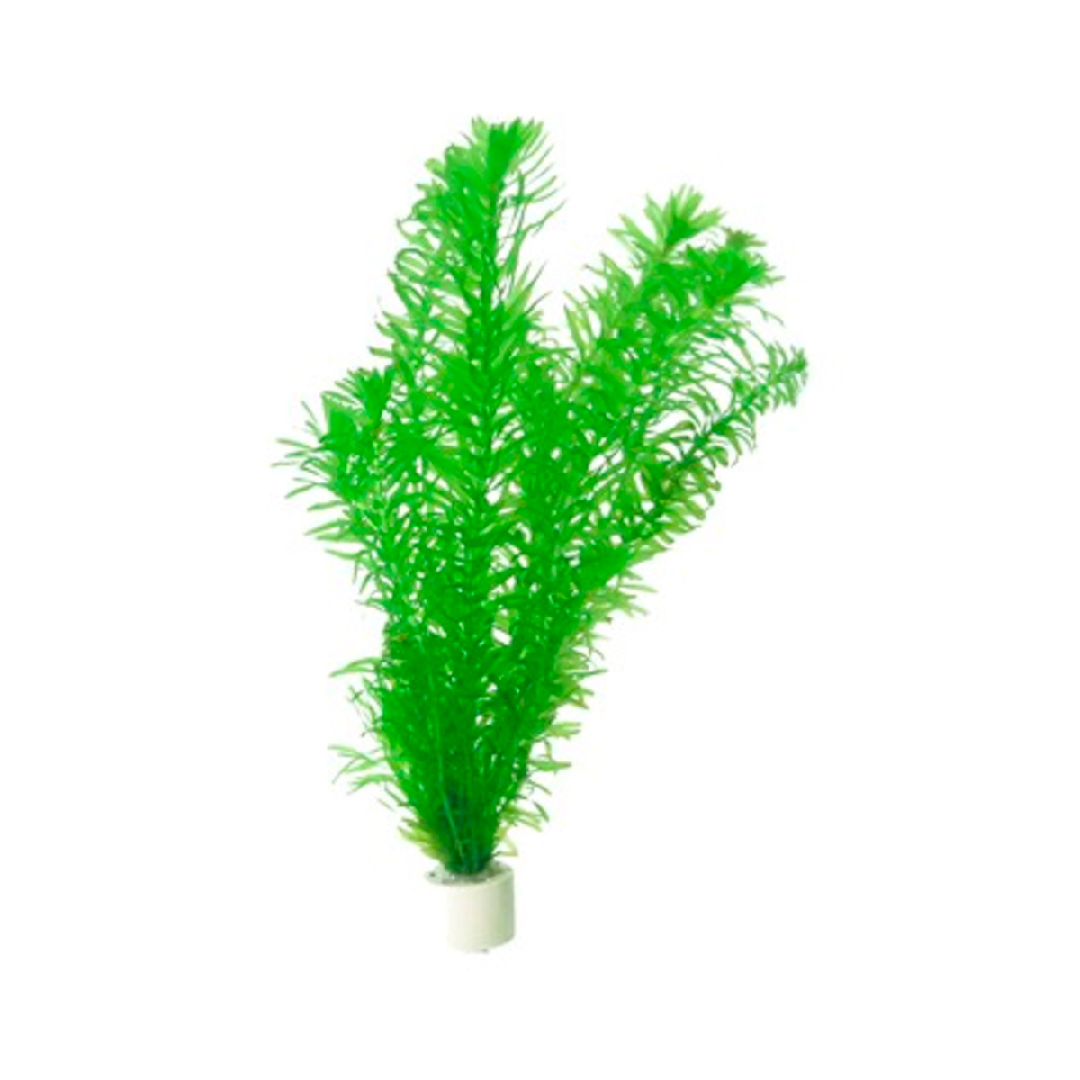 Koudwaterplant Waterpest