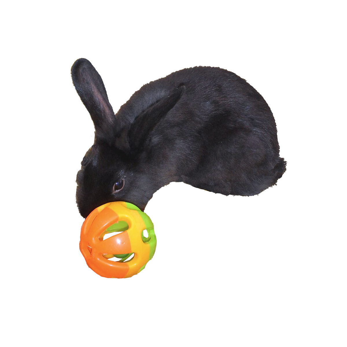 Gebr. De Boon Knaagdierspeelgoed Bal & Bel