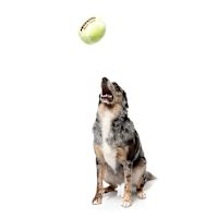 FuzzYard Plush Dog Toy - Tennis Ball