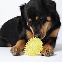 Gnawsome Dog Toy Squeaker Spiky Egg