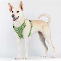 ppark AirFit Front-Clip Dog Harness Green Denim M
