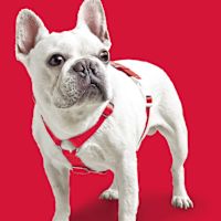 ppark i-Series "H" Dog Harness Red XL