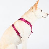 ppark i-Series "H" Dog Harness Wine M