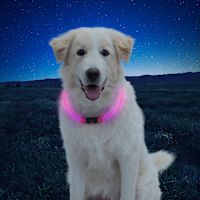 Nite Ize - NiteHowl LED Safety Dog Necklace Collar