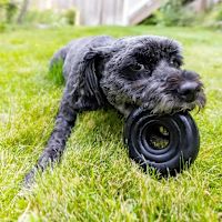KONG Extreme Donut Rubber Dog Toy