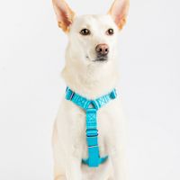 ppark i-Series "H" Dog Harness Aqua M