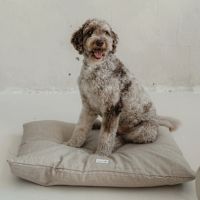 Dexypaws Dog Bed