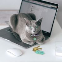 Ask Me About My Cat Keychain & Pet Tag Gift Set