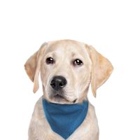 FouFou - Foufit Cooling Bandana