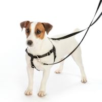 2 Hounds Freedom No-Pull Dog Harness - Royal Blue