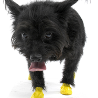 Pawz Dog Boots Shoes - Black 1.5" (XXS)