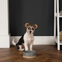 Scruffs Scandi Non Tip Dog & Cat Bowl Grey 14 cm