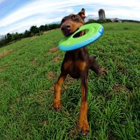 ChuckIt - Zipflight Frisbee Medium 9"