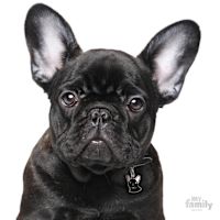 My Family Custom Pet ID Tags - Friends Black French Bulldog