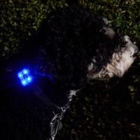 RC Pets Nova LED Collar Light
