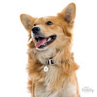 My Family Custom Pet ID Tags - Charms Daisy M