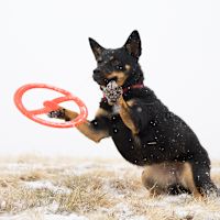 Bionic Dog Toys - Tug-n-Toss Ring