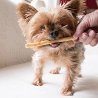 Earth Animal No-Hide Dog & Cat Chew - Venison Stix (10 pc)