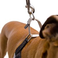 2 Hounds Freedom No-Pull Dog Harness - Royal Blue M 1"