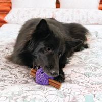 KONG Flex Squeezz Ball Treat & Chew Holder Toy
