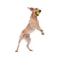 West Paw Dog Toy Zogoflex JIVE Granny Smith L 3.5"