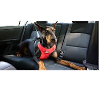 Sleepypod ClickIt Sport Plus Car Harness for Dogs