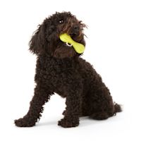 West Paw Dog Toy Zogoflex HURLEY Granny Smith S 6"