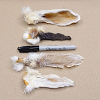 Dehydrated Rabbit Ear Dog Chew 75 g