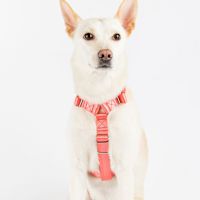 ppark i-Series "H" Dog Harness Salmon L