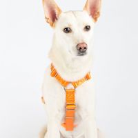 ppark i-Series "H" Dog Harness Orange S