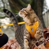 RC Pets - Adventure Kitty Cat Harness Camo L