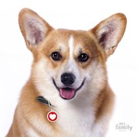 My Family Custom Pet ID Tags - Charms White Heart L