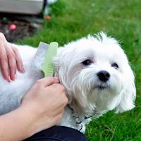 Safari Long Coat Dog Flea Comb