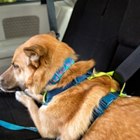 RC Pets Moto Control Dog Car Harness