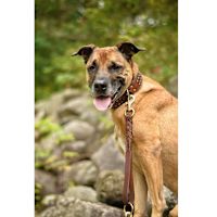 Angel Leather Braided Tab Dog Leash Brown 1' x  3/4"