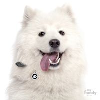 My Family Custom Pet ID Tags - Glam w/ Rhinestone Crystals Black Glam Paw