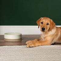 Scruffs Scandi Non Tip Dog & Cat Bowl Cream 14 cm