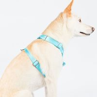 ppark i-Series "H" Dog Harness Turquoise M
