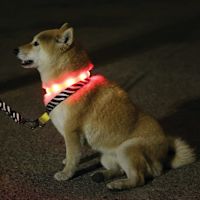 M-Pets Flash LED Rechargeable Collar Orange M