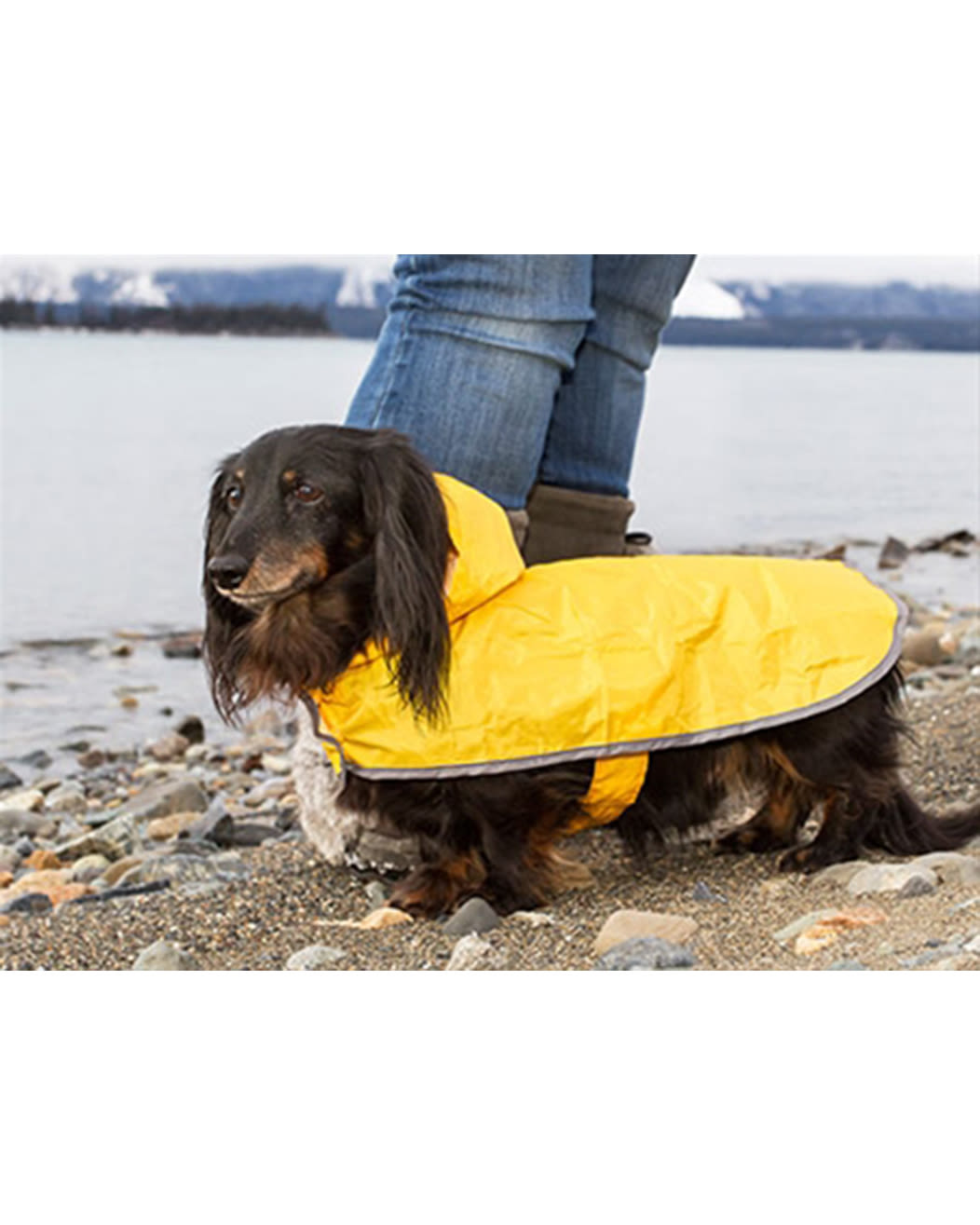 HOT Shasta Coat Rc Dog Coats Rc Pets Harness Shasta Dog Coat