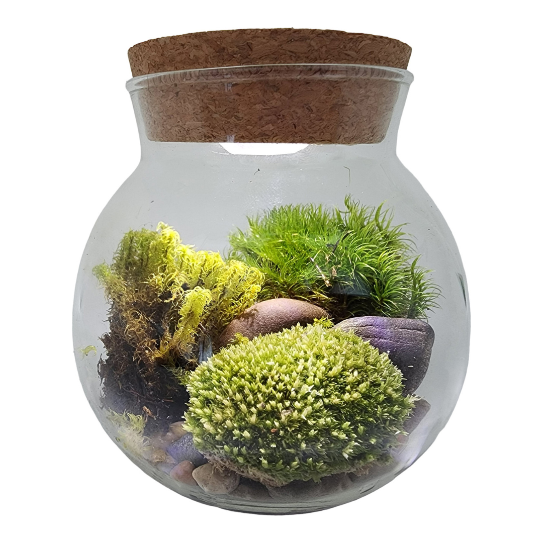 MossBowl - Grow Your Own Oasis