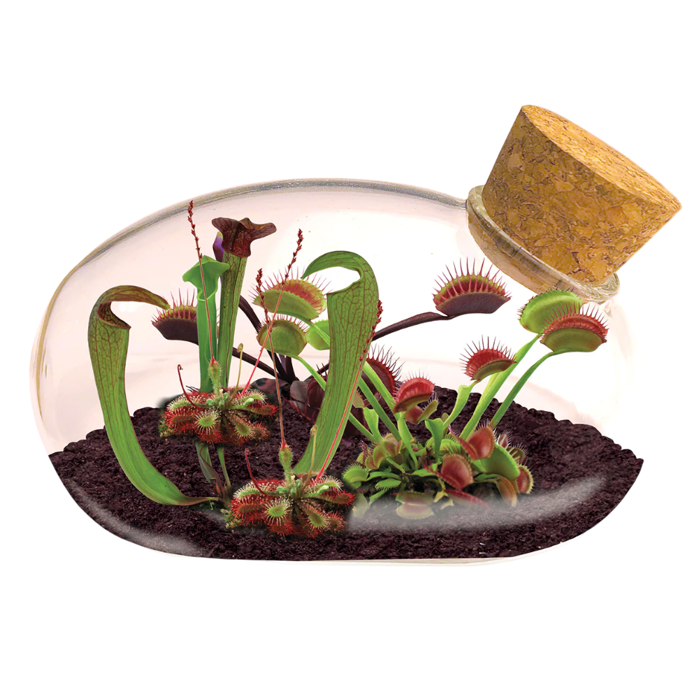 Meat Eating Mouse Terrarium
