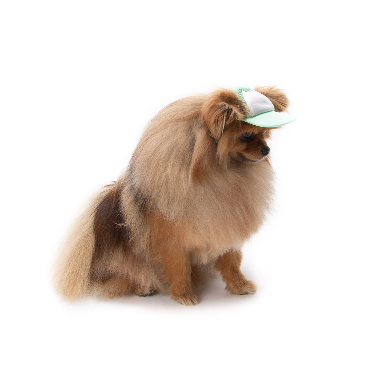 Croci Hondenpetje Chapeau Green