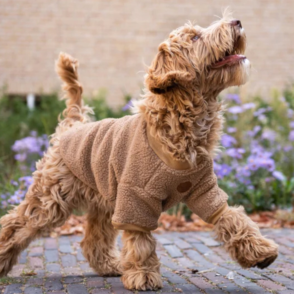 Floofs and Cookies Hondensweater Teddy Browny Fudge